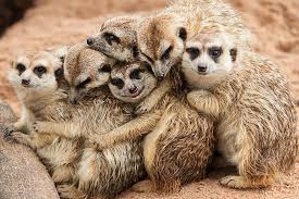 Animal Families! A class for families with 4-10 year olds with Megan Bassage-Glock